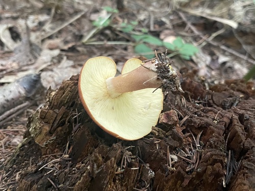 Tricholomopsis rutilans
