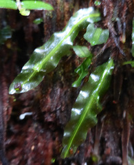 Symphyogyna subsimplex