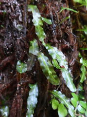 Symphyogyna subsimplex