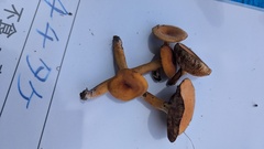 チチタケ