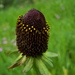 Rudbeckia occidentalis - Photo (c) Bryant Olsen, algunos derechos reservados (CC BY-NC)