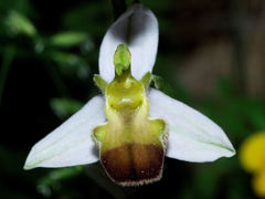 Ophrys apifera bicolor