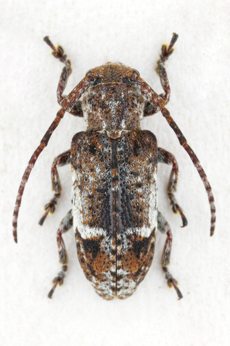 Pterolophia laterialba