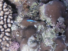 Chrysiptera brownriggii