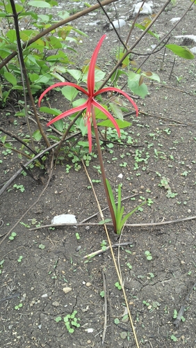 Zephyranthes sprekeliopsis