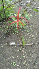 Zephyranthes sprekeliopsis