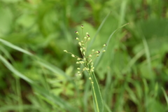 Dichanthelium scribnerianum