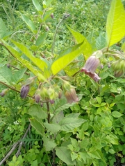 Atropa belladonna