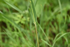 Dichanthelium scribnerianum
