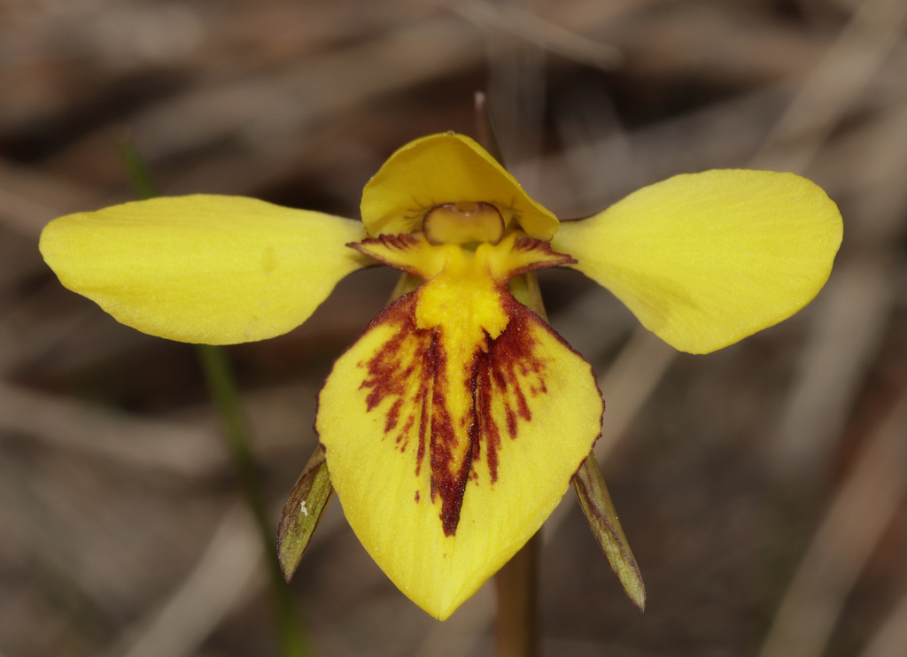 Diuris fucosa