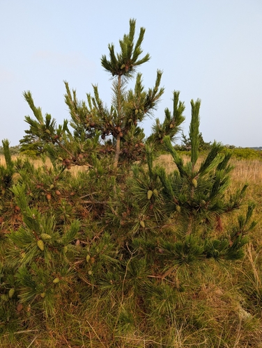 Japanese black pine