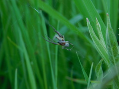 Larinioides suspicax