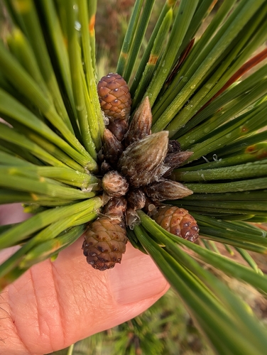 Japanese black pine