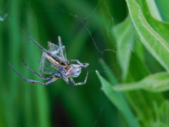 Larinioides suspicax