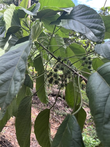 Lindackeria dentata observed 2024-05-17
