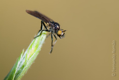 Holopogon chalcogaster