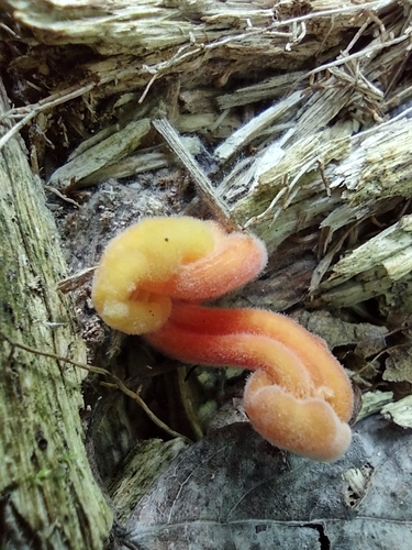Hygrocybe parvula (Photo 6 of 8)