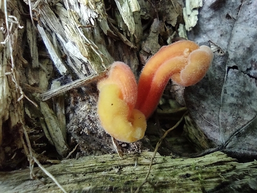 Hygrocybe parvula (Photo 7 of 8)