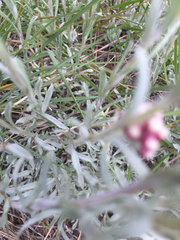 Antennaria rosea