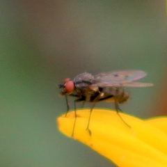 Anthomyia ochripes