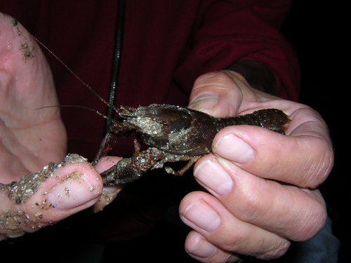 Astacus astacus
