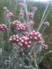 Antennaria rosea