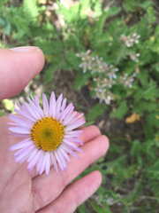 Erigeron aliceae
