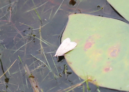 Polymorphic Pondweed Moth photo 4