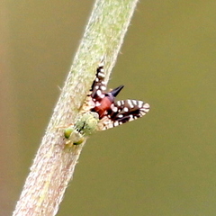 Euaresta stelligera