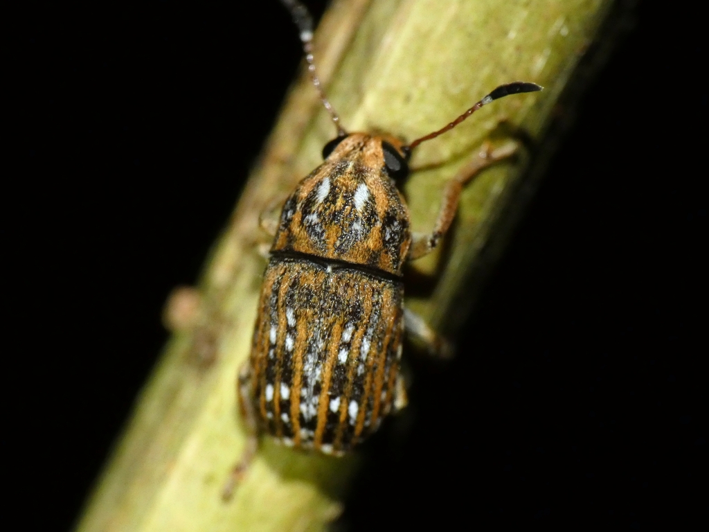 Beetle