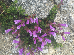 Penstemon davidsonii davidsonii