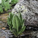 Primula bayernii - Photo (c) Gennadiy Okatov, some rights reserved (CC BY-NC), uploaded by Gennadiy Okatov