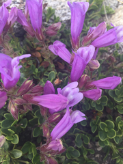 Penstemon davidsonii davidsonii