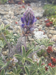 Lupinus lepidus ashlandensis