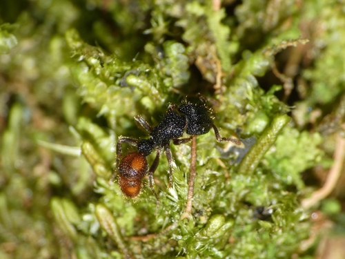 Heteroponera rhodopygeaHeteroponera rhodopygea