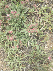 Horkelia hendersonii