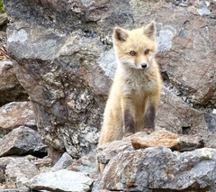 Vulpes vulpes deletrix