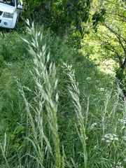 Arrhenatherum elatius bulbosum