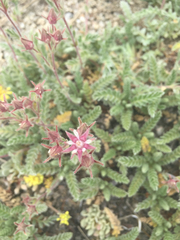 Horkelia hendersonii