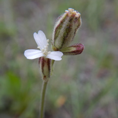 Silene taimyrensis