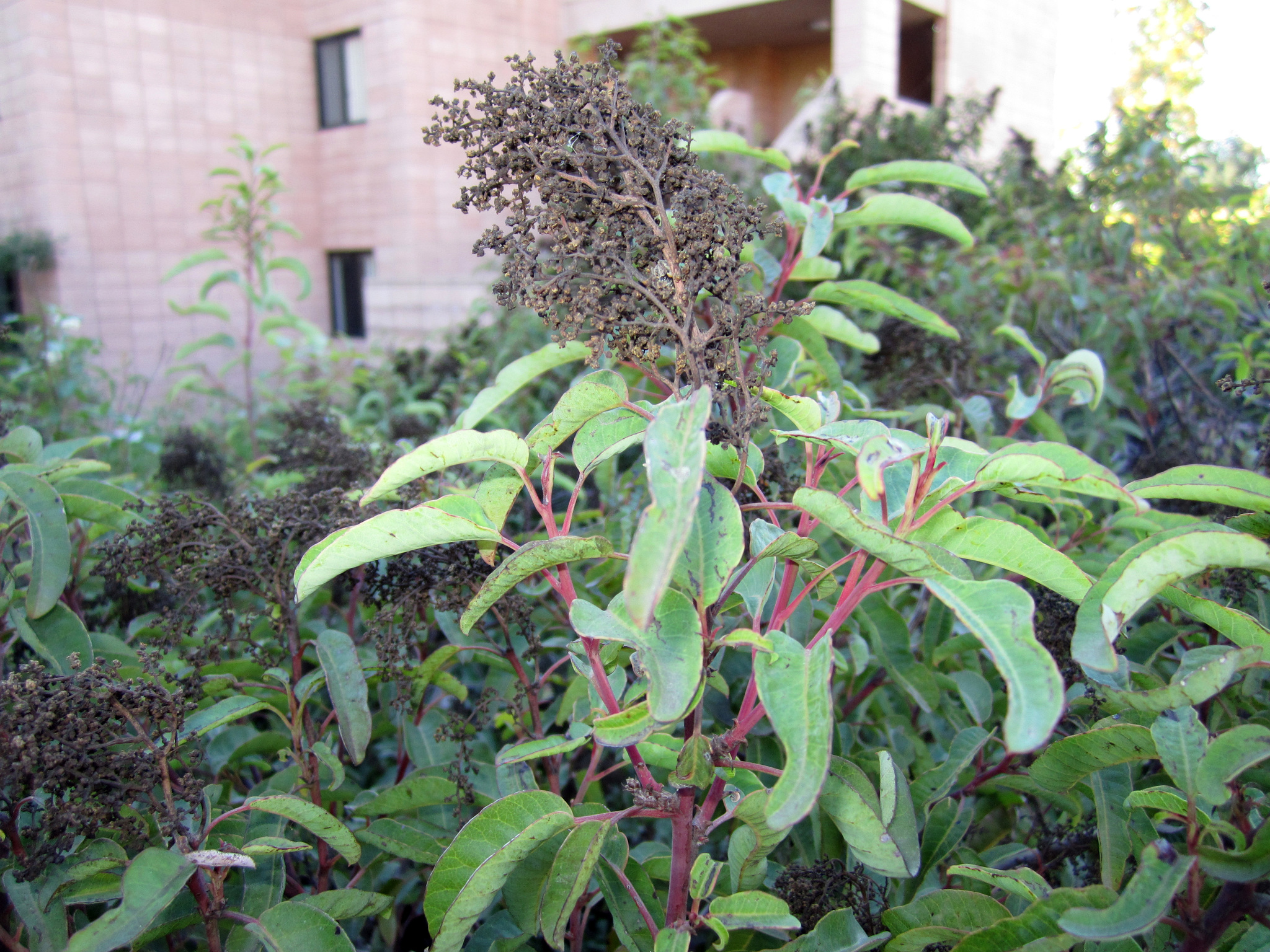 Malosma