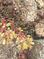 Sedum oregonense