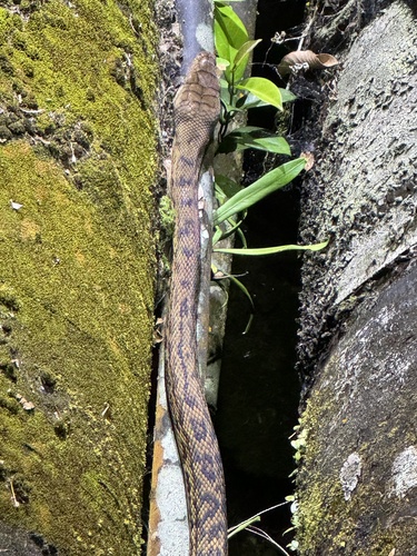 Australian Scrub Python sighting
