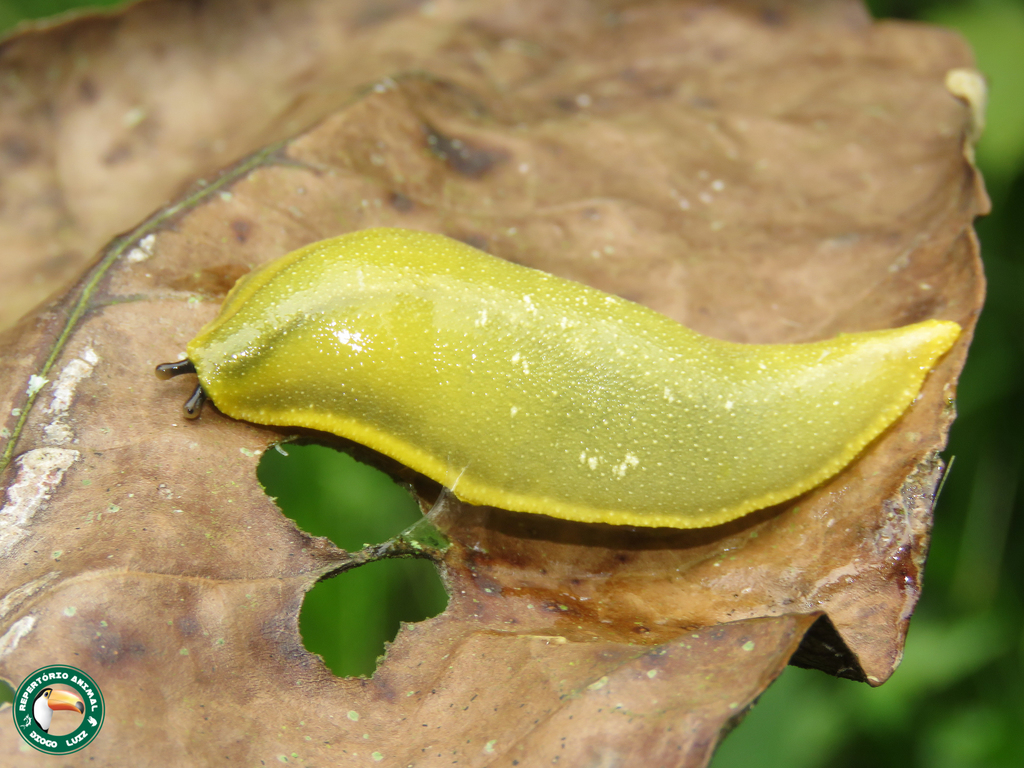 Vaginulus taunaisii