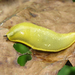 Leatherleaf and Prism Slugs - Photo (c) Diogo Luiz, some rights reserved (CC BY-SA), uploaded by Diogo Luiz