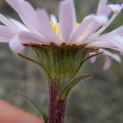 Aster alpinus vierhapperi