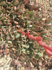 Sedum oregonense