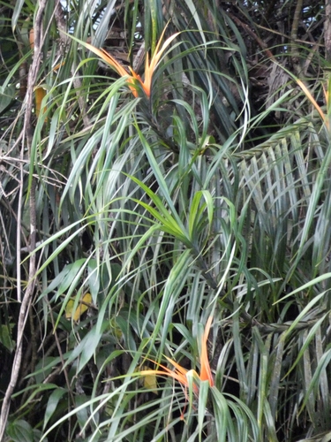 Giant climbing pandan (Freycinetia excelsa)