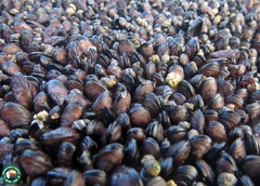 Brachidontes darwinianus