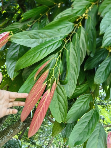 Hydnocarpus castaneus observed 2024-08-19